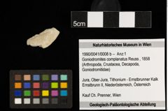 Foto (Objekt + Etiketten) von Goniodromites complanatus (Reuss, 1858) (NHMW-GEO-1990-0041-0008b)